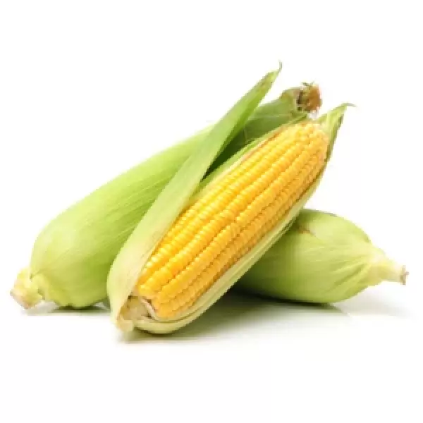 תירס צהוב